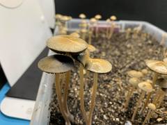 Panaeolus cambodginiensis