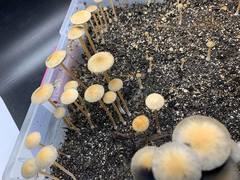 Panaeolus cambodginiensis