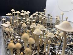Panaeolus cambodginiensis