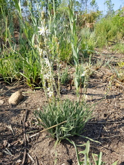 Chlorophytum transvaalense