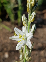 Chlorophytum transvaalense