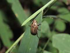 Anomala inconcinna
