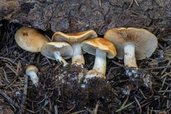 Pholiota olivaceophylla