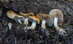 Pholiota olivaceophylla