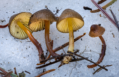 Mycena nivicola