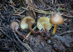 Mycena nivicola