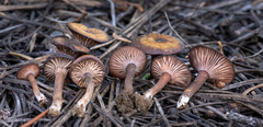 Pseudoomphalina angelesiana