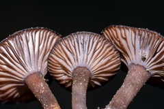Pseudoomphalina angelesiana