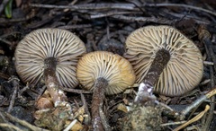 Pseudoomphalina angelesiana
