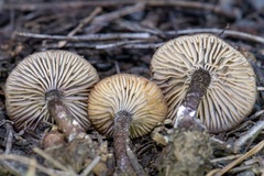Pseudoomphalina angelesiana