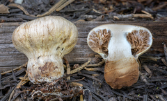 Pholiota nubigena