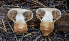 Pholiota nubigena