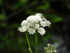 Conioselinum scopulorum