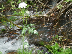 Conioselinum scopulorum