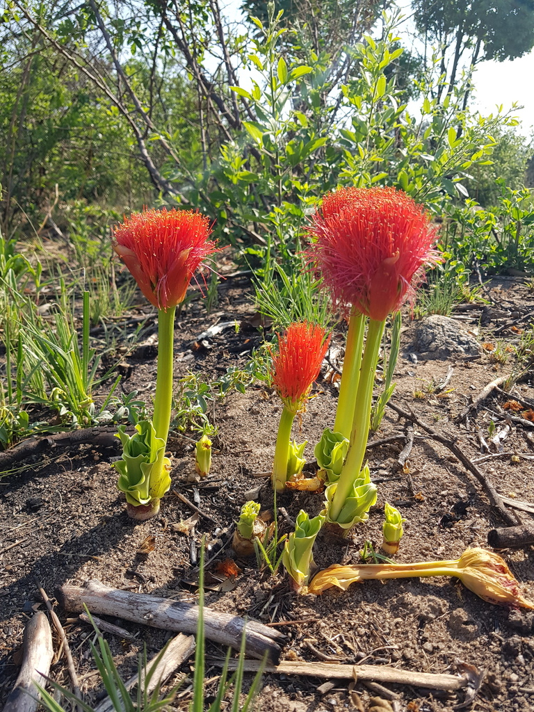 Paintbrush lily from Hunters Hill A. H., Randburg, 2194, South Africa