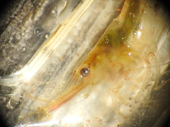 Caridina indistincta