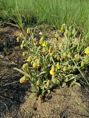 Hermannia lancifolia