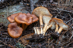 Infundibulicybe squamulosa