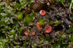 Pulvinula archeri