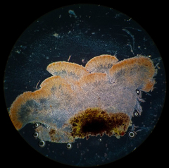 Pulvinula archeri