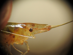 Caridina indistincta