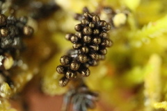 Paradiachea caespitosa