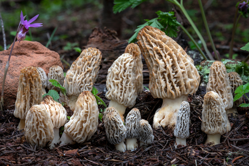 Mountain Blond Morel