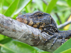 Varanus salvator salvator