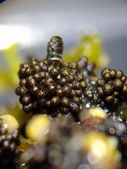 Paradiachea caespitosa