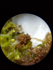 Paradiachea caespitosa