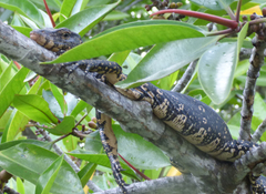 Varanus salvator salvator