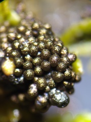 Paradiachea caespitosa