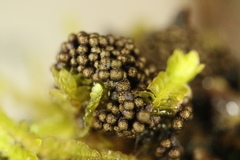 Paradiachea caespitosa