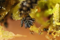 Paradiachea caespitosa