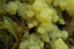 Paradiachea caespitosa