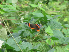 Vanessa atalanta atalanta