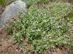 Monardella odoratissima