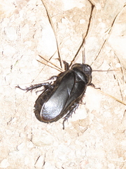 Panesthiinae
