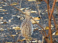 Pternistis bicalcaratus