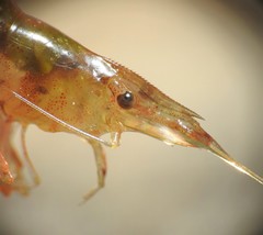 Caridina indistincta