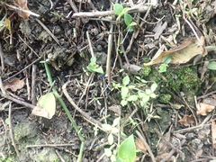 Haloragis erecta erecta