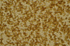 Leratiomyces cucullatus