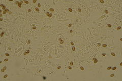 Leratiomyces cucullatus