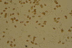 Leratiomyces cucullatus