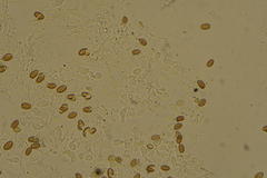 Leratiomyces cucullatus