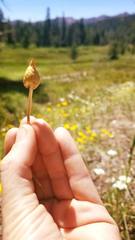 Leratiomyces cucullatus