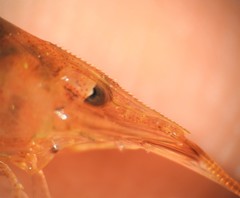 Caridina indistincta
