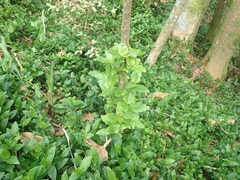 Coprosma macrocarpa minor