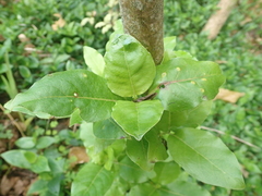 Coprosma macrocarpa minor