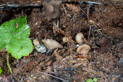 Ciboria rufofusca